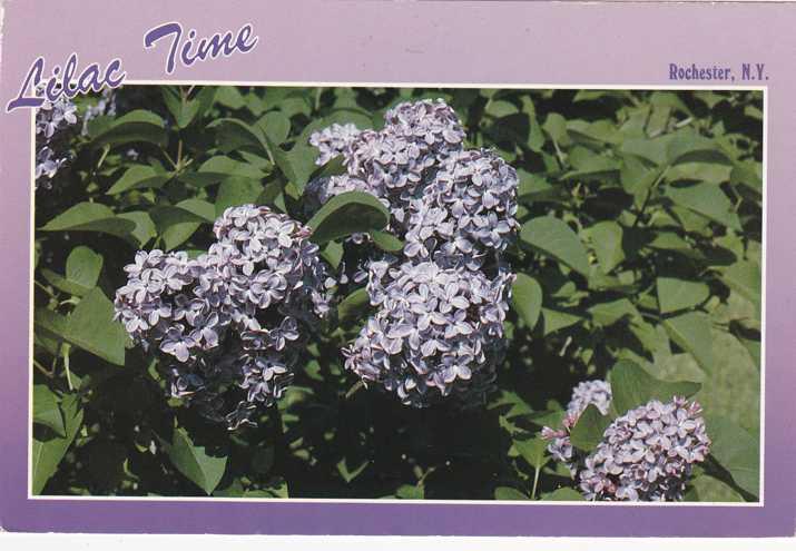 Highland Park NY, Rochester, New York - Lilac Time Again - pm 1987