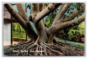 Giant Rubber Tree Jamaica DB Postcard B19