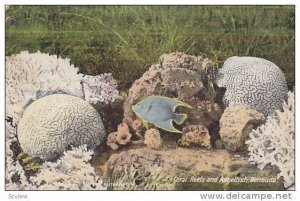 Coral Reefs and Angelfish, Bermuda,  00-10s