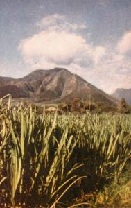Hawaii Sugar Cane Fields