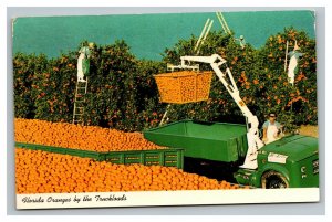 Vintage 1974 Postcard Truckload of Oranges Being Picked in Florida