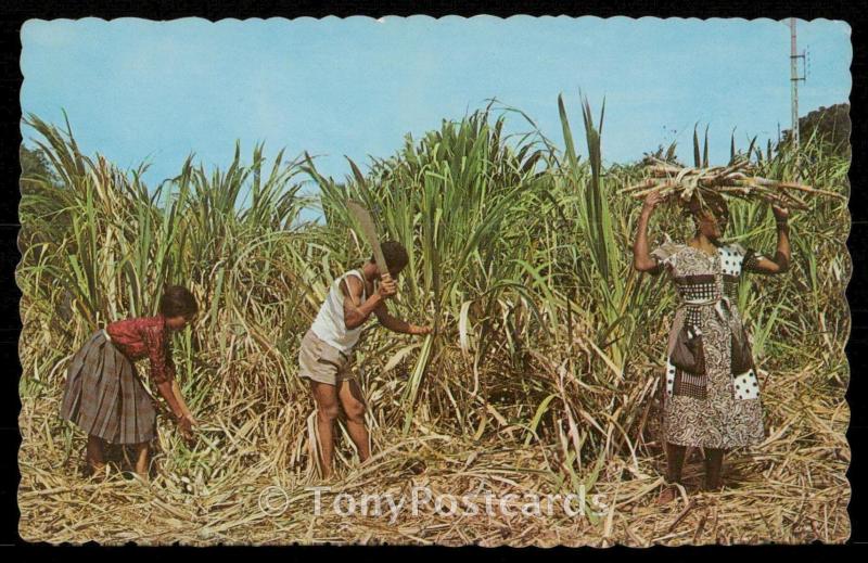 The Tropical Caribbean - Natives cutting sugar cane.