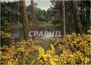 Postcard Modern Brittany Gorse in spring in the woods