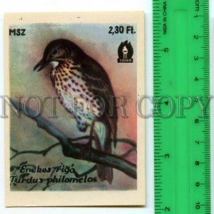 500290 HUNGARY Bird Turdus Philomelos Vintage match label