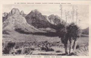 New Mexico Deming Native Jucca Plant Albertype