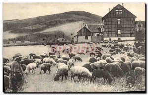 Old Postcard Shepherd and sheep