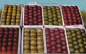 Boxes Of Prize Winning Apples