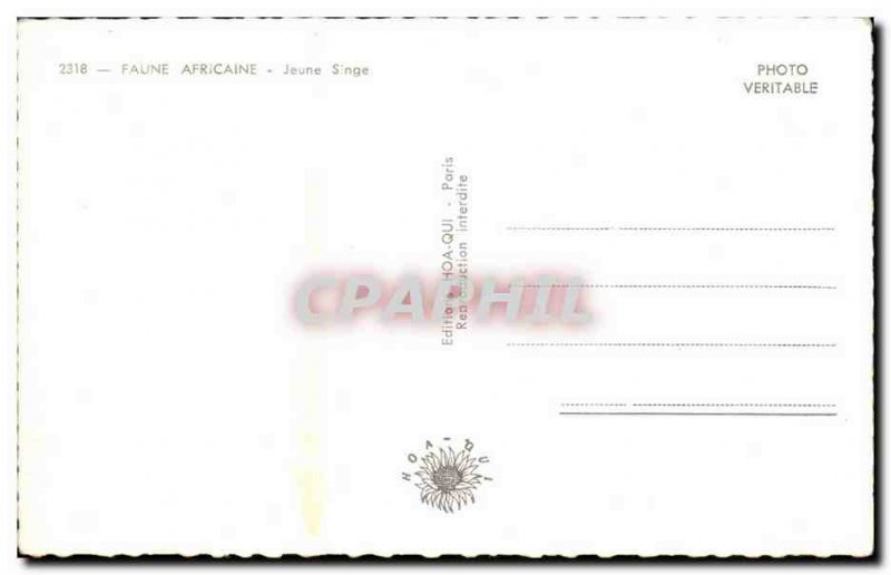 Animals - Wildlife - Monkey Young - Young Monkey - Old Postcard