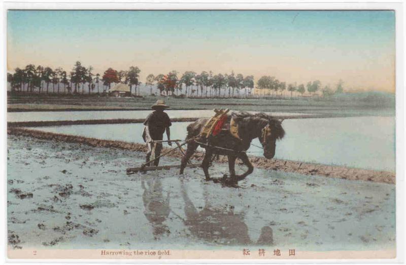 Harrowing Rice Field Farming Japan 1910s postcard