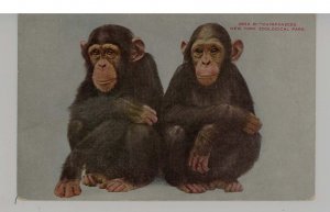 Chimpanzees