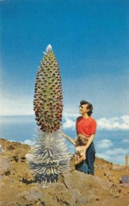 SILVERSWORD IN BLOOM Haleakala, Maui, Hawaii Plant c1950s Vintage Postcard