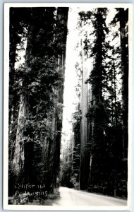 c1940s California Redwood RPPC Santa Cruz, CA Glen Arbor Novelty Real Photo A149