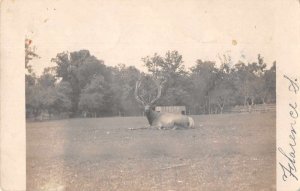 Red Bank New Jersey Big Elk Deer Real Photo Vintage Postcard JE359310