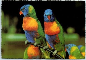 M-12096 Rainbow Lorikeets Australia