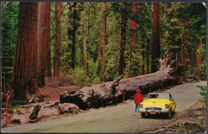 THE FALLEN MONARCH 1954 YOSEMITE NATIONAL PARK