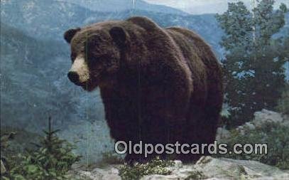 Colorado Grizzly Bear Exhibit USA Bear, Black and Brown Bear Unused 