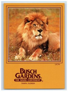 Vintage Lion $2  Bush Gardens The Dark Continent. Tampa, Florida. Postcard 5WE