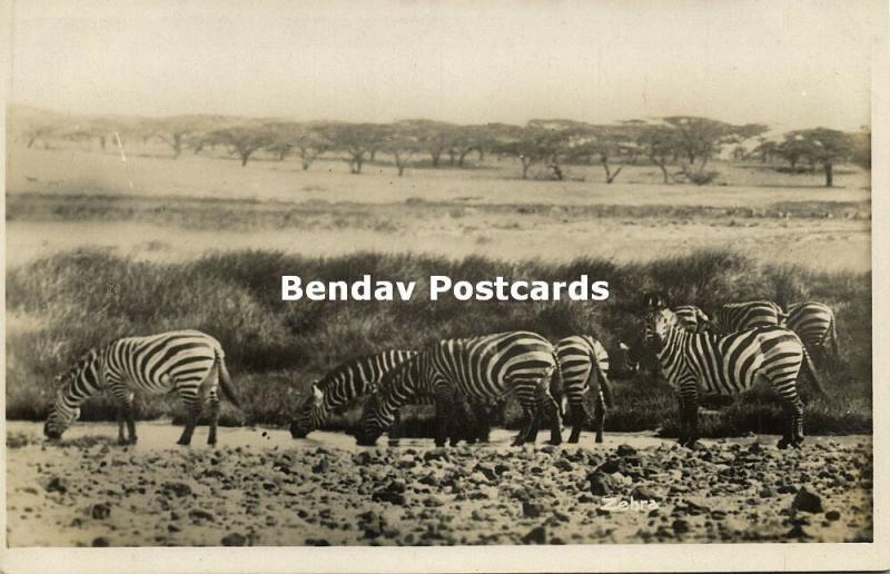 kenya, Group of Zebras, Wild Life (1930s) RPPC