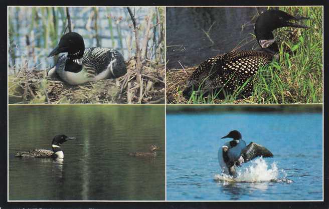 Common Loon - Large Diving Bird - Northern US and Canada