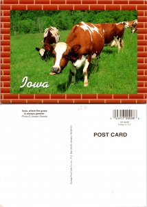 Iowa, where the grass is always greener (9738)