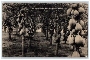 c1940's The Papaya Farm Trees Scene Daytona Beach Florida FL Unposted Postcard