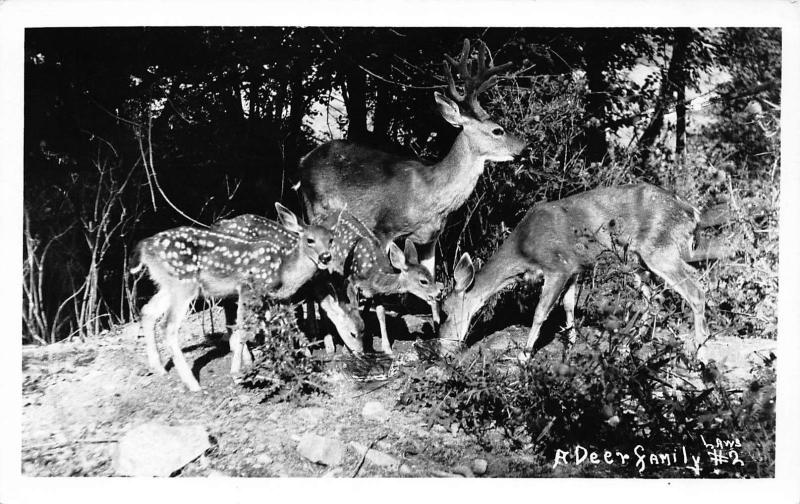 A DEER FAMILY RPPC REAL PHOTO POSTCARD