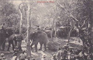 Ceylon Sri Lanka Elephants In Kraal