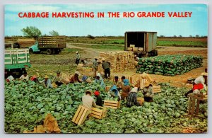 Farm~Texas~Rio Grande Valley~Cabbage Harvest~Transport Trucks~Crates~1950s PC