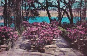 Alabama Mobile Azalea Bedecked Patio Bellingrath Gardens