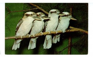 Birds - Laughing Kookaburra