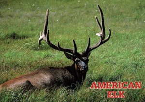 VINTAGE CONTINENTAL SIZE POSTCARD AMERICAN ELK