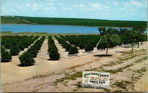 Vtg Minute Maid Corporation Govenors Grove Oranges Clermont Florida FL Postcard