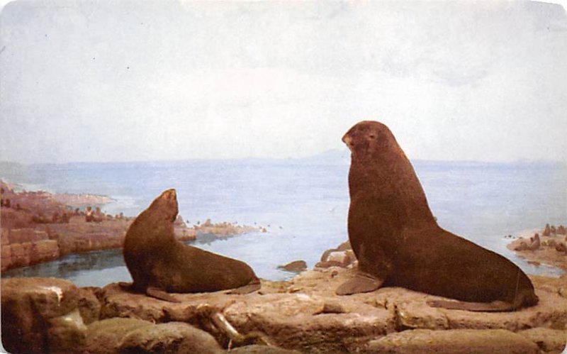 California Sea Lions Monterey, California, USA Unused 