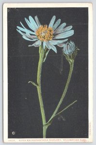 Flowers~Aster Machaeranthera Bigelovii Yellowstone Park~Vintage Postcard