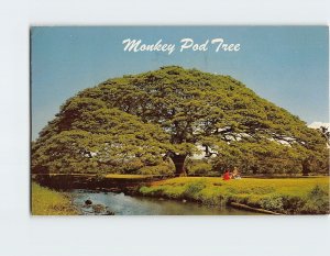 Postcard Hawaiian Monkey Pod Tree Hawaii USA