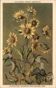 Glacier Park Montana Arnica Flowers Waterton Lake Nat Park Vintage Postcard