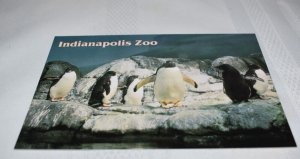 Penguins Indianapolis Zoo Indiana Postcard Penrod Hiawatha P-5069