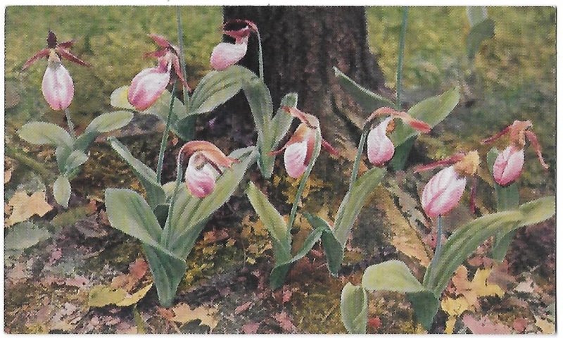 Moccasin-Flowers C A Mitchell 1932 Cypripdium Acaule