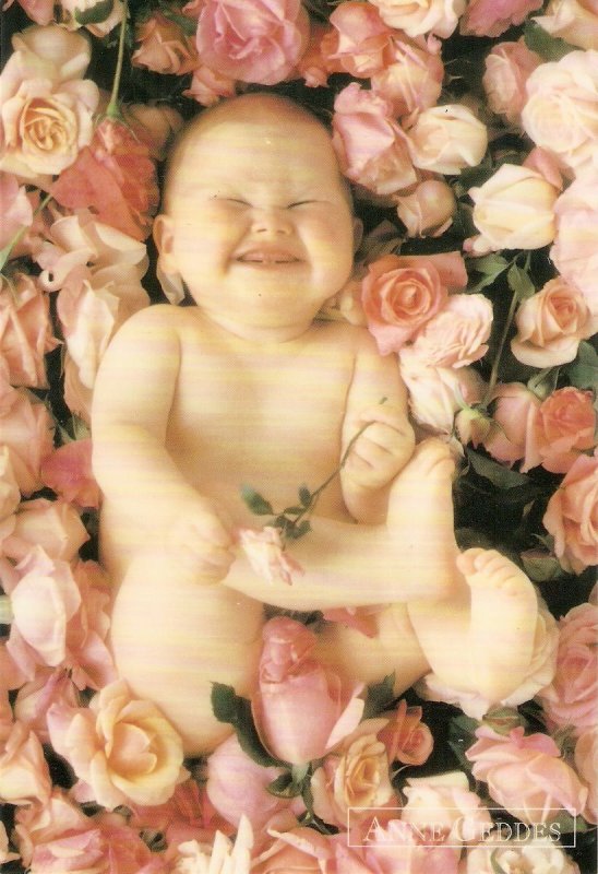 Anne Geddes. Baby with roses .  Classico San Francisco PC # 605-048