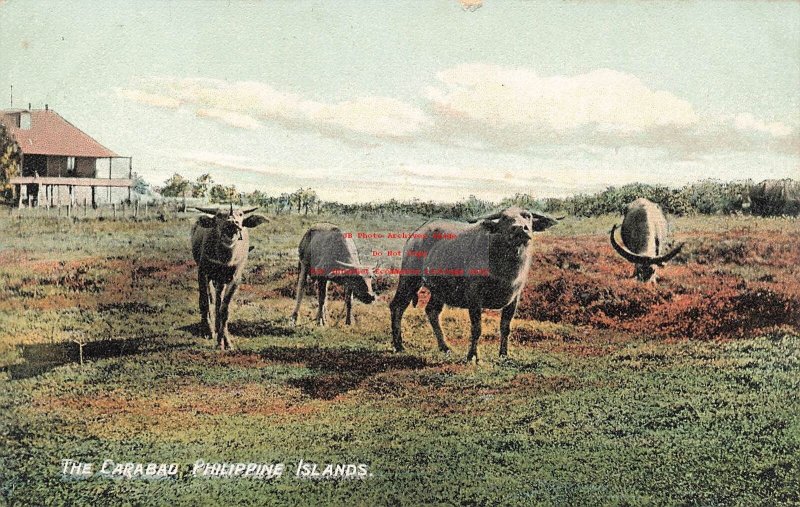 Philippines, Carabao, Water Buffalo