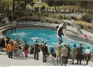 VANCOUVER , B.C. , Canada , 50-70s ; Skana the Killer Whale