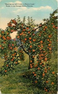 Florida Orange Grove Scenes Farm Agriculture 1194 Drew Postcard 22-3552