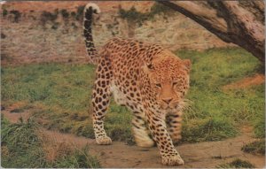 Animals Postcard - Leopard, Cricket St Thomas Wild Life Park Ref.RS33397