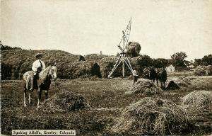 c1910 Postcard; Stacking Alfalfa, Greeley CO Agriculture Farming Woman on Horse