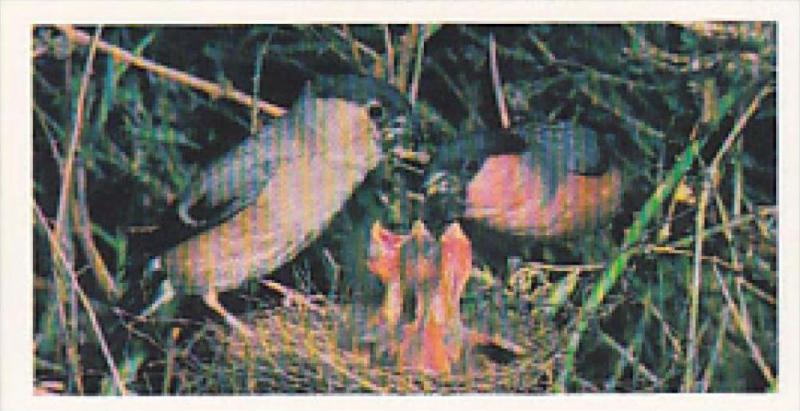 Brooke Bond Vintage Trade Card Woodland Wildlife 1980 No 13 Bullfinch