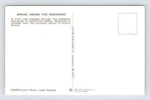 Spring Among The Redwoods California Postcard