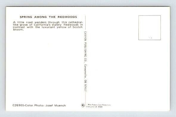 Spring Among The Redwoods California Postcard