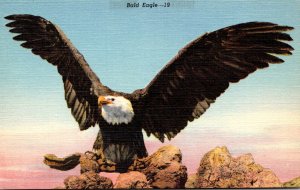 Birds Beautiful Bald Eagle Curteich