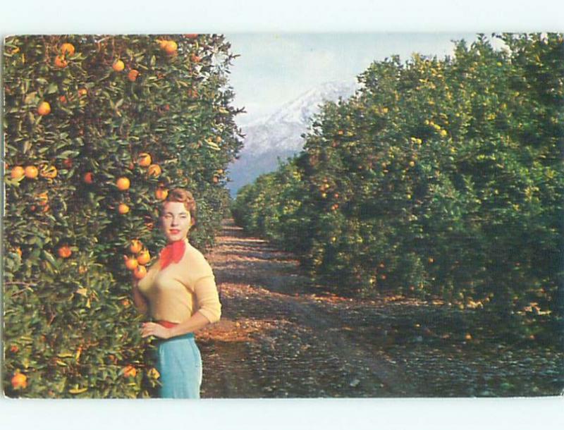 Pre-1980 Risque SWEATER GIRL IN ORANGE GROVE state of California W6487