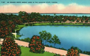 Vintage Postcard An Orange Grove Among Lakes In Sunshine State Scenic Florida